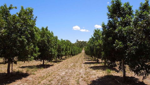 MacNuts WA Shop And Factory - Accommodation Newcastle 0