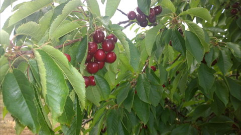 Martin's Orchard - Accommodation Newcastle 0