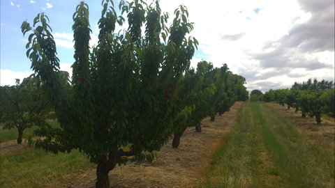 Martin's Orchard - Accommodation Newcastle 1