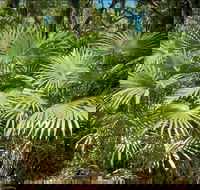 Mungo Rainforest Walk