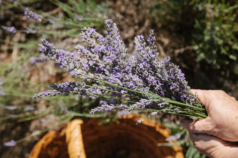 Nannup Lavender Farm - Accommodation Newcastle 2