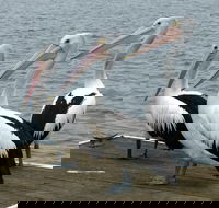 Pelican Feeding - Accommodation Newcastle