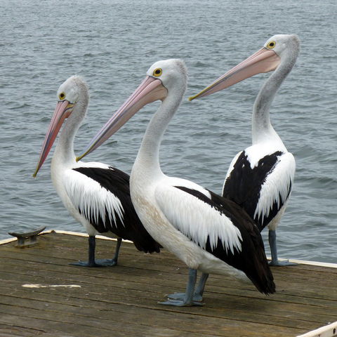 Pelican Feeding - Accommodation Newcastle 0