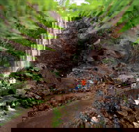 Queen Mary Falls circuit Main Range National Park - Accommodation Newcastle