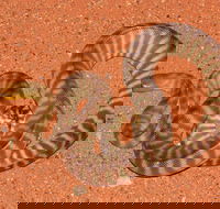 Red Desert Reptiles - Accommodation Newcastle