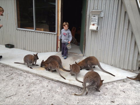 The Patriarch Wildlife Sanctuary - Accommodation Newcastle 0