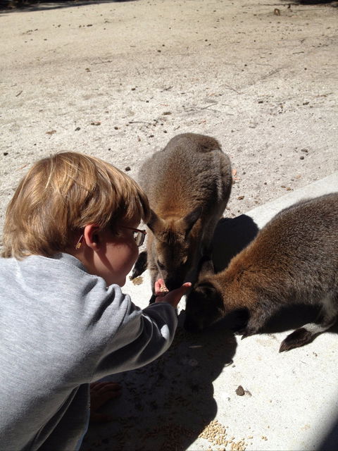 The Patriarch Wildlife Sanctuary - Accommodation Newcastle 1