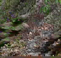Understory Art In Nature - Accommodation Newcastle