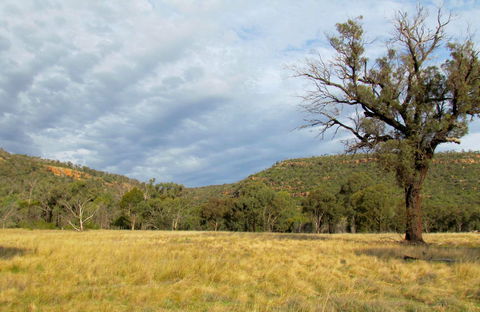 Weddin Mountains National Park - Accommodation Newcastle 0