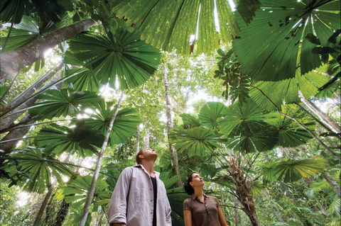 Wet Tropics Rainforest - Accommodation Newcastle 0
