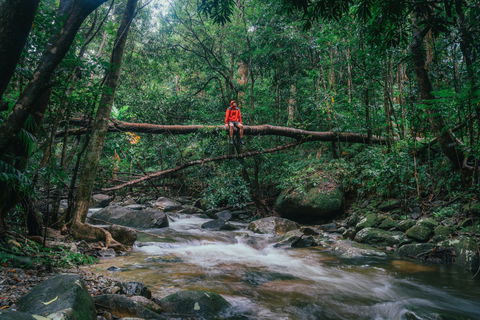 Wet Tropics Rainforest - Accommodation Newcastle 1