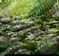 Wodi Wodi Walking Track - Accommodation Newcastle