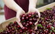 Yarra Valley Cherries - thumb 0