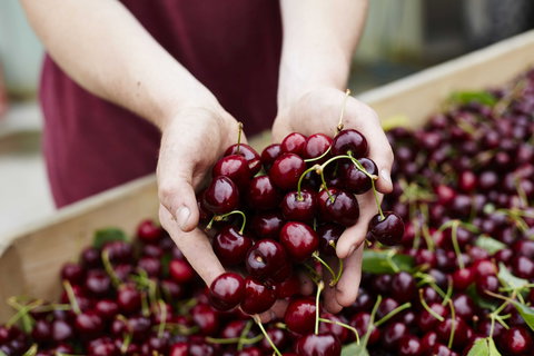 Yarra Valley Cherries - Accommodation Newcastle 0