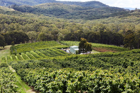 Yarra Valley Cherries - Accommodation Newcastle 2