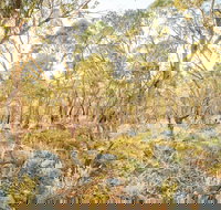 Alpine Views Walk - Accommodation Newcastle