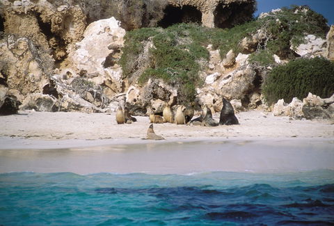 Australian Sea Lions - Accommodation Newcastle 0