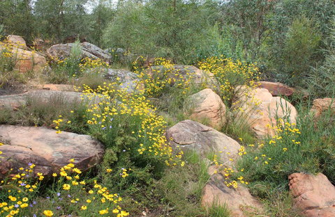 Ben Hall's Cave Walking Track - Accommodation Newcastle 0