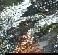 Bird Tree and Benaroon - Accommodation Newcastle