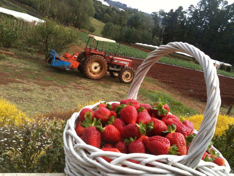 Blue Hills Berries And Cherries - Accommodation Newcastle 0