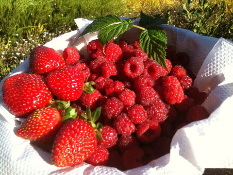 Blue Hills Berries And Cherries - Accommodation Newcastle 1