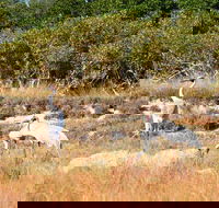 Cape Keraudren Nature Reserve - Accommodation Newcastle