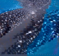 Coastal Water Dive - Accommodation Newcastle