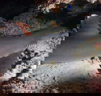 Coral Gardens - Accommodation Newcastle