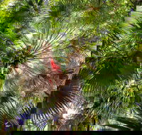 Depot Beach Rainforest Walk - Accommodation Newcastle