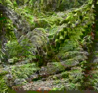 Lyrebird Walking Track - Accommodation Newcastle