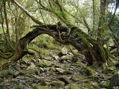 Mitchell River Walking Track - Accommodation Newcastle 0