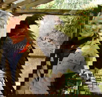 Raptor Domain - Accommodation Newcastle