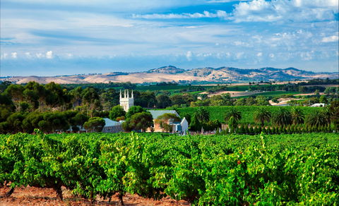 Seppeltsfield Road Barossa Valley - Accommodation Newcastle 1