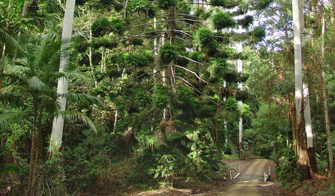Way Way Creek Road Drive - Accommodation Newcastle 0