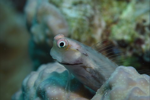 Whale Bommie Dive Site - Accommodation Newcastle 0