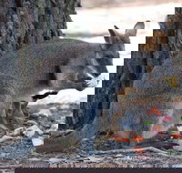 Wirrimbirra Sanctuary - Accommodation Newcastle