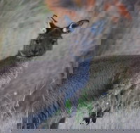 Beyeria Walk - Accommodation Newcastle