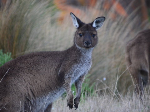 Beyeria Walk - Accommodation Newcastle 0