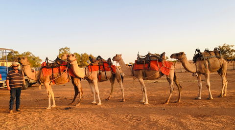 Broken Hill Camels - Accommodation Newcastle 0