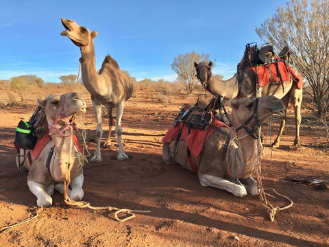 Broken Hill Camels - Accommodation Newcastle 1