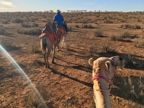 Broken Hill Camels - Accommodation Newcastle 2