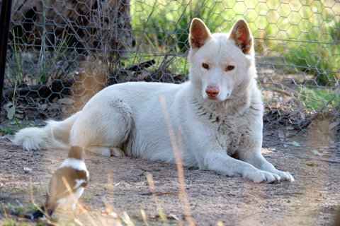Durong Dingo Sanctuary - Accommodation Newcastle 0