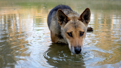 Durong Dingo Sanctuary - Accommodation Newcastle 1