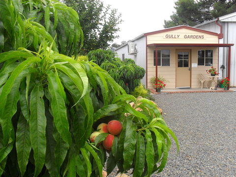 Gully Gardens - Accommodation Newcastle 0