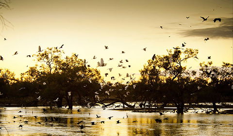 Kinchega Homestead Billabong Walk - Accommodation Newcastle 0