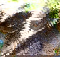 Koala Conservation Reserve - Accommodation Newcastle
