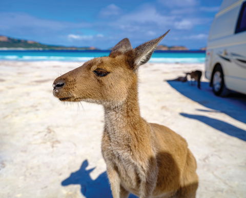Lucky Bay - Accommodation Newcastle 0