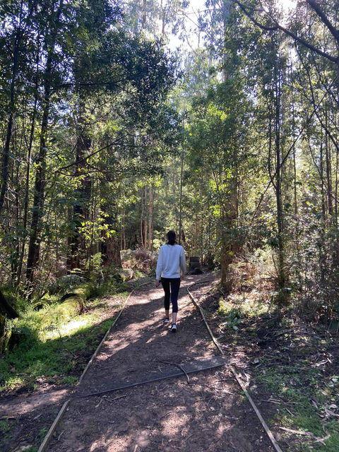Lyrebird Circuit Walk - Accommodation Newcastle 0