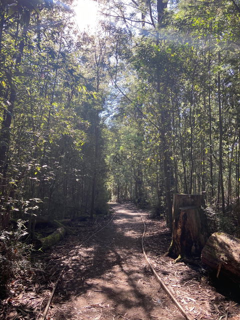Lyrebird Circuit Walk - Accommodation Newcastle 2