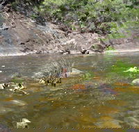Mount Boss State Forest - Accommodation Newcastle